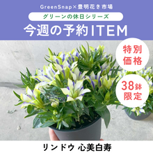 画像をギャラリービューアに読み込む, 【限定38個】リンドウ 心美白寿 4.5号  ※予約商品:9/14まで 出荷予定:9/19
