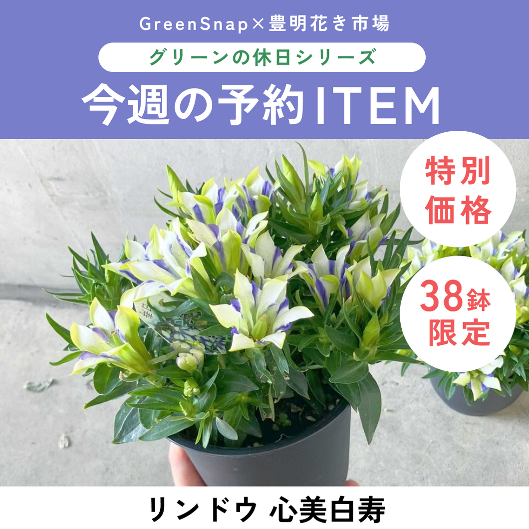 【限定38個】リンドウ 心美白寿 4.5号  ※予約商品:9/14まで 出荷予定:9/19
