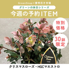 画像をギャラリービューアに読み込む, 【限定30鉢】クリスマスローズ・HGCマエストロ 5号 ※予約商品:11/30まで 出荷予定:12/5
