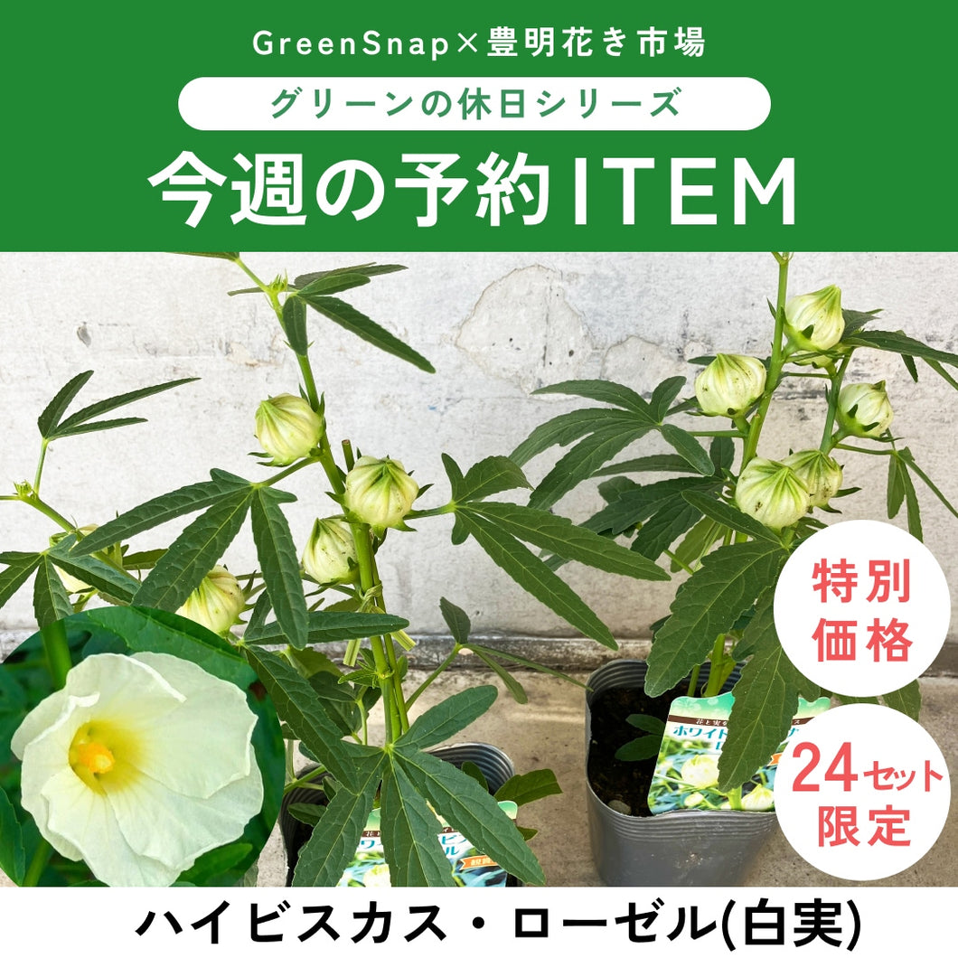 【限定24セット】ハイビスカス・ローゼル(白実) 3.5号 2ポットセット  ※予約商品:9/28まで 出荷予定:10/3