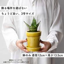 画像をギャラリービューアに読み込む, 【母の日ギフト】土を使わない観葉植物テーブルプランツ(Table Plants) アンスリウム×陶器鉢セット
