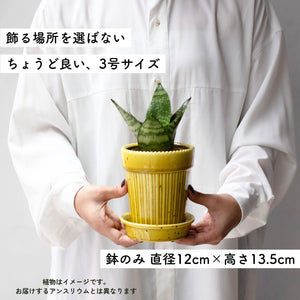 【母の日ギフト】土を使わない観葉植物テーブルプランツ(Table Plants) アンスリウム×陶器鉢セット