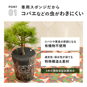 【敬老の日ギフト】土を使わない植物テーブルプランツ(Table Plants) 五葉松