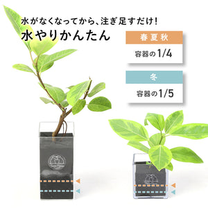 【土を使わない観葉植物】テーブルプランツ (Table Plants) フィカス(ゴムの木)