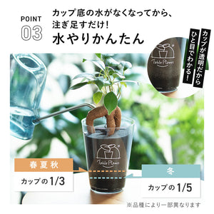 ※予約商品：10/4以降発送※テーブルプランツ(Table Plants) +2種の活力剤セット（cu:Leaf / Table Plants Water ）　※土を使わない観葉植物