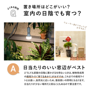 【敬老の日ギフト】土を使わない植物テーブルプランツ(Table Plants) 五葉松