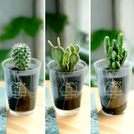 【土を使わないサボテン】テーブルプランツ(Table Plants)