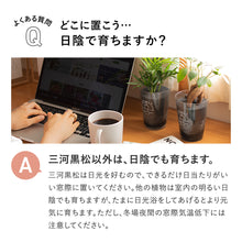 画像をギャラリービューアに読み込む, 【2026年お正月限定セット】テーブルプランツ黒松&amp;バンブーセット ※土を使わない観葉植物
