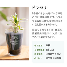 画像をギャラリービューアに読み込む, 【土を使わない観葉植物】 テーブルプランツ(Table Plants) ポーセリンジャグ+Waterセット
