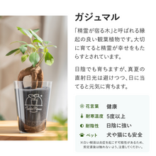 画像をギャラリービューアに読み込む, 【土を使わない観葉植物】 テーブルプランツ(Table Plants) ポーセリンジャグ+Waterセット
