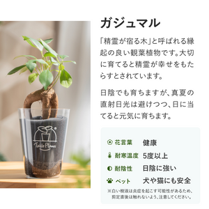 【土を使わない観葉植物】 テーブルプランツ(Table Plants) ポーセリンジャグ+Waterセット