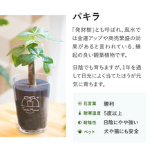 画像をギャラリービューアに読み込む, 【ギフトセット】選べるテーブルプランツ(Table Plants)2種+cu:Leaf(活力剤)セット 土を使わない観葉植物
