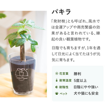 画像をギャラリービューアに読み込む, 【土を使わない観葉植物】 テーブルプランツ(Table Plants) ポーセリンジャグ+Waterセット
