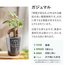 画像をギャラリービューアに読み込む, 【ギフトセット】選べるテーブルプランツ(Table Plants)2種+cu:Leaf(活力剤)セット 土を使わない観葉植物
