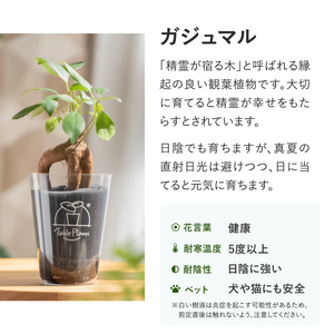 【ギフトセット】選べるテーブルプランツ(Table Plants)2種+cu:Leaf(活力剤)セット 土を使わない観葉植物