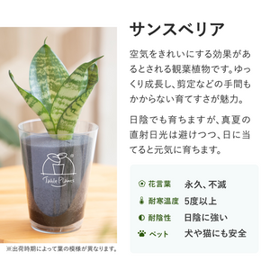 ※予約商品：10/4以降発送※テーブルプランツ(Table Plants) +2種の活力剤セット（cu:Leaf / Table Plants Water ）　※土を使わない観葉植物