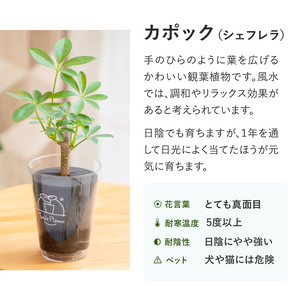 【土を使わない観葉植物】風水で選ぶ！テーブルプランツ(Table Plants) 3種+Table Plants Waterセット