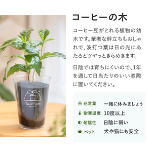 【アカシア素材ケース付】 テーブルプランツ(Table Plants) 3種セット　※土を使わない観葉植物