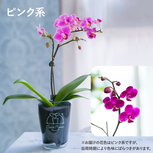 【土を使わない花】テーブルプランツ(Table Plants) ミディ胡蝶蘭　※期間限定