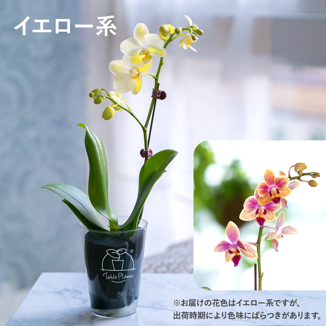 【土を使わない花】テーブルプランツ(Table Plants) ミディ胡蝶蘭　※期間限定