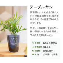 画像をギャラリービューアに読み込む, 【カンパイプランツ！】テーブルプランツ(Table Plants) テーブルヤシ×amabro GRIP MUG セット（土を使わない観葉植物）
