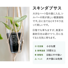 画像をギャラリービューアに読み込む, 【土を使わない観葉植物】テーブルプランツ(Table Plants) スキンダプサス
