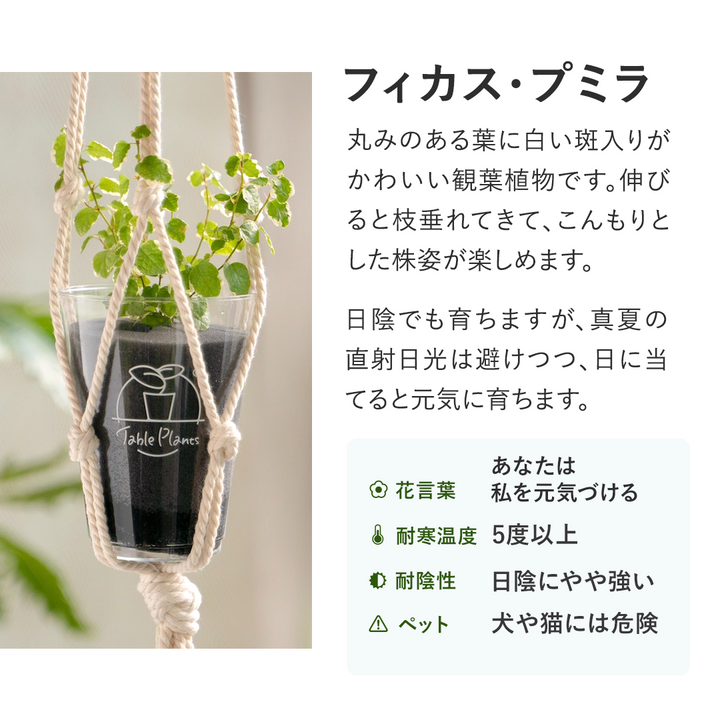 【土を使わない観葉植物】テーブルプランツ (Table Plants) フィカス(ゴムの木)