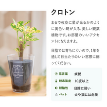 画像をギャラリービューアに読み込む, 【土を使わない観葉植物】テーブルプランツ(Table Plants) クロトン
