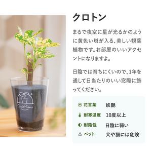 【土を使わない観葉植物】テーブルプランツ(Table Plants) クロトン