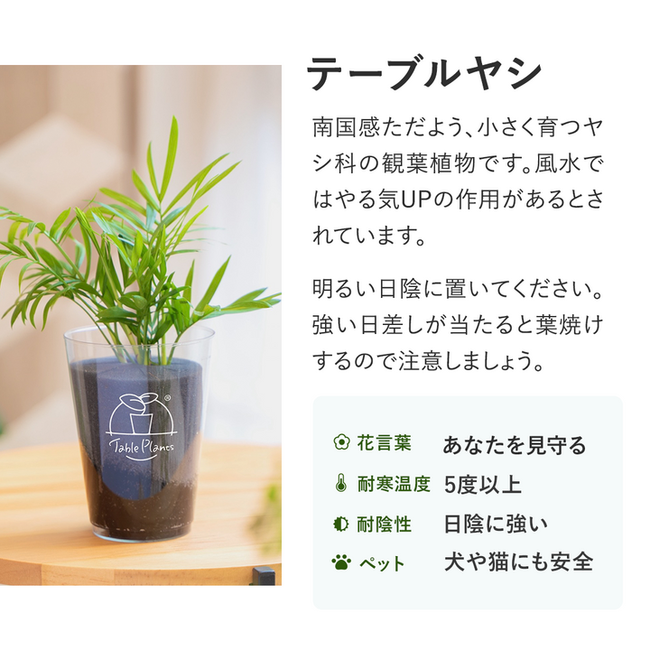 【土を使わない観葉植物】テーブルプランツ(Table Plants) テーブルヤシ