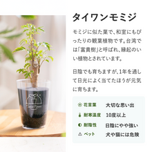 画像をギャラリービューアに読み込む, 【土を使わない観葉植物】テーブルプランツ(Table Plants) ポリシャス
