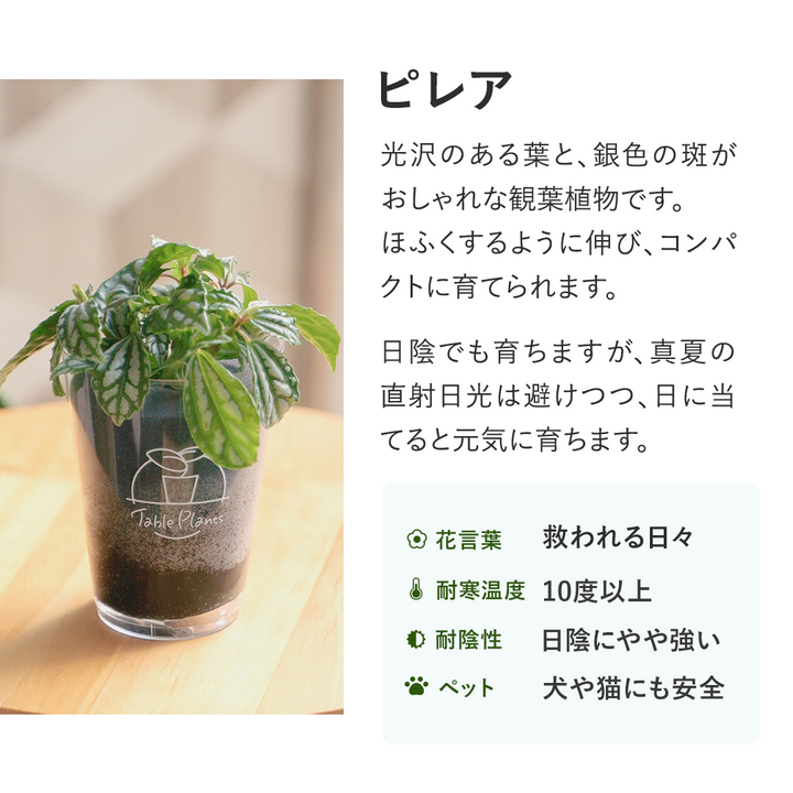 【土を使わない観葉植物】テーブルプランツ(Table Plants) ピレア