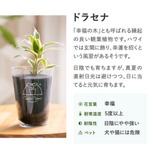 画像をギャラリービューアに読み込む, 【土を使わない観葉植物】テーブルプランツ(Table Plants) ドラセナ
