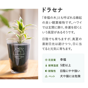 【土を使わない観葉植物】テーブルプランツ(Table Plants) ドラセナ