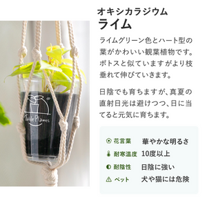 【土を使わない観葉植物】テーブルプランツ(Table Plants) オキシカラジウム