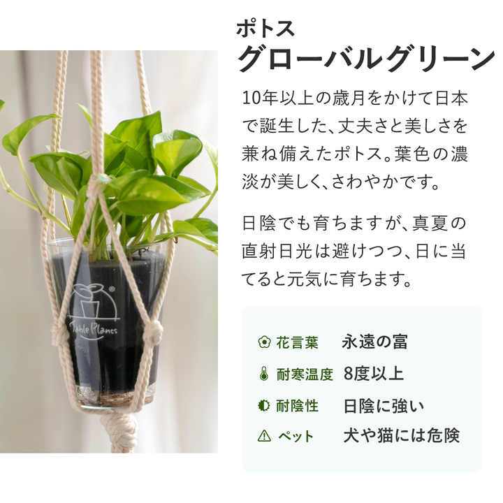 【土を使わない観葉植物】テーブルプランツ(Table Plants) ポトス