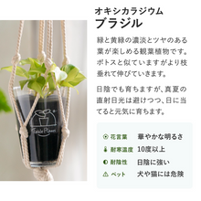 画像をギャラリービューアに読み込む, 【土を使わない観葉植物】テーブルプランツ(Table Plants) オキシカラジウム
