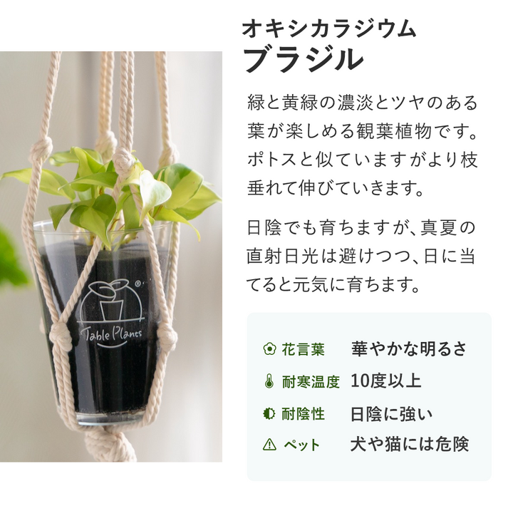【土を使わない観葉植物】テーブルプランツ(Table Plants) オキシカラジウム