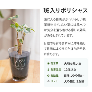 【土を使わない観葉植物】テーブルプランツ(Table Plants) ポリシャス