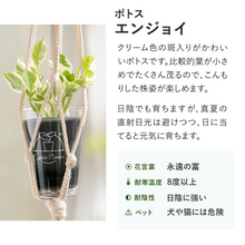 画像をギャラリービューアに読み込む, 【土を使わない観葉植物】つる性テーブルプランツ(Table Plants)
