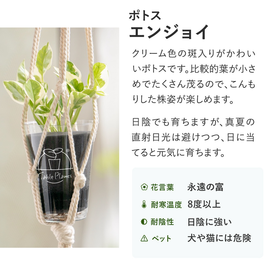 【土を使わない観葉植物】つる性テーブルプランツ(Table Plants)