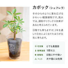 画像をギャラリービューアに読み込む, 【ギフトセット】選べるテーブルプランツ(Table Plants)2種+cu:Leaf(活力剤)セット 土を使わない観葉植物
