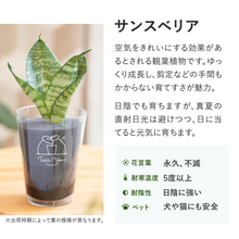 画像をギャラリービューアに読み込む, 【土を使わない観葉植物】 テーブルプランツ(Table Plants) ポーセリンジャグ+Waterセット
