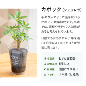 ※予約商品：10/4以降発送※【アカシア素材ケース付き】テーブルプランツ(Table Plants) +2種の活力剤セット（cu:Leaf / Table Plants Water ）　※土を使わない観葉植物