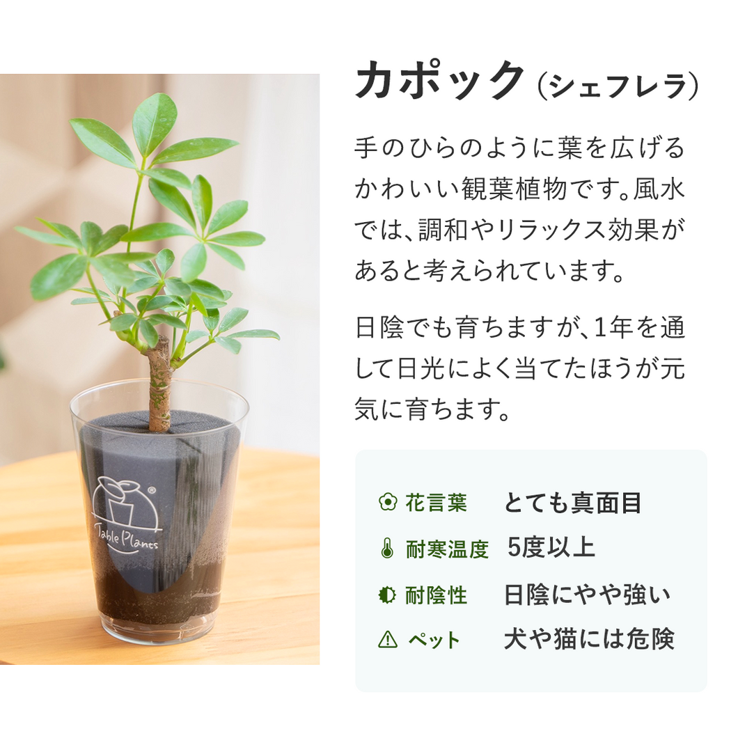 【土を使わない観葉植物】テーブルプランツ(Table Plants)　