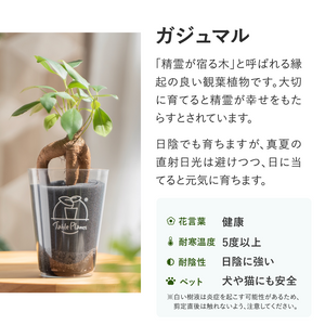 【選べるお得な3点セット】テーブルプランツ(Table Plants)   ※土を使わない観葉植物