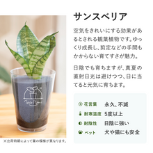 画像をギャラリービューアに読み込む, 【ギフトセット】選べるテーブルプランツ(Table Plants)2種+cu:Leaf(活力剤)セット 土を使わない観葉植物
