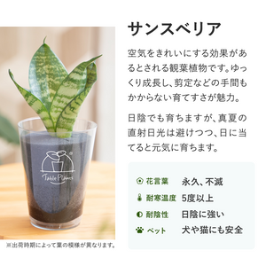 【ギフトセット】選べるテーブルプランツ(Table Plants)2種+cu:Leaf(活力剤)セット 土を使わない観葉植物