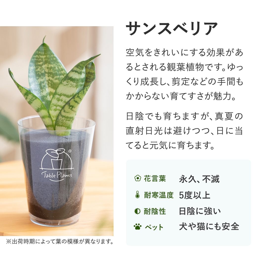 【土を使わない観葉植物】テーブルプランツ(Table Plants)　