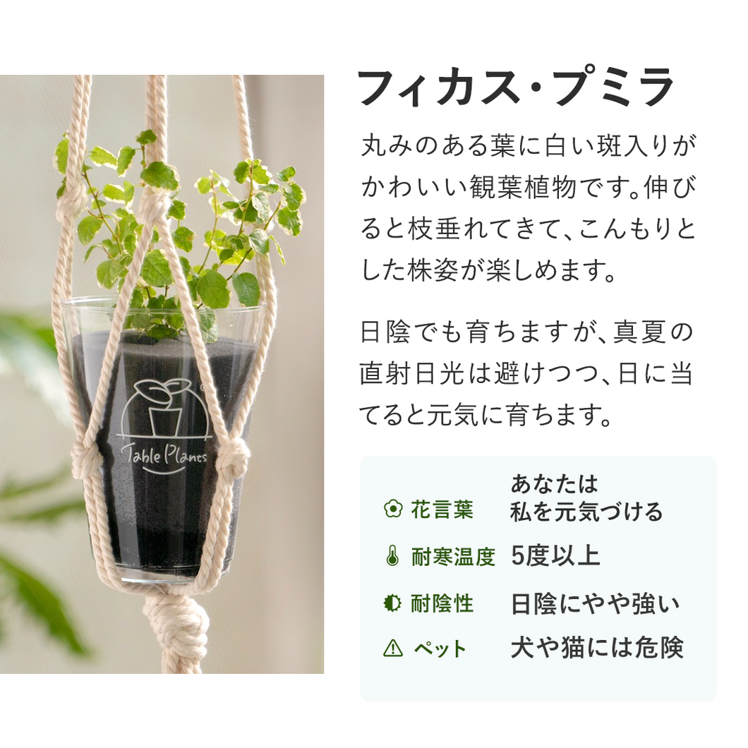 【土を使わない観葉植物】つる性テーブルプランツ(Table Plants)　
